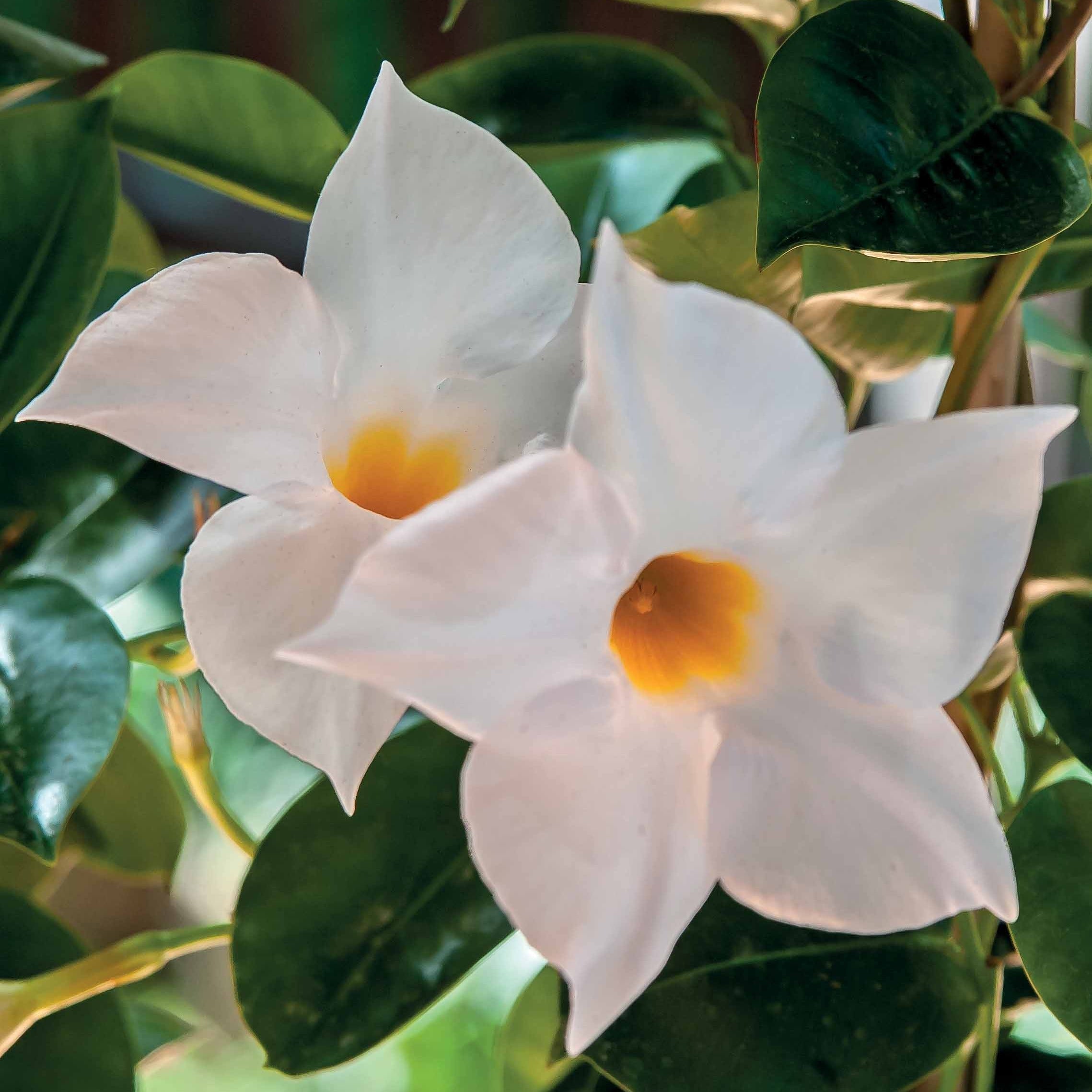  Jasmin Du Brésil Blanc - Dipladenia