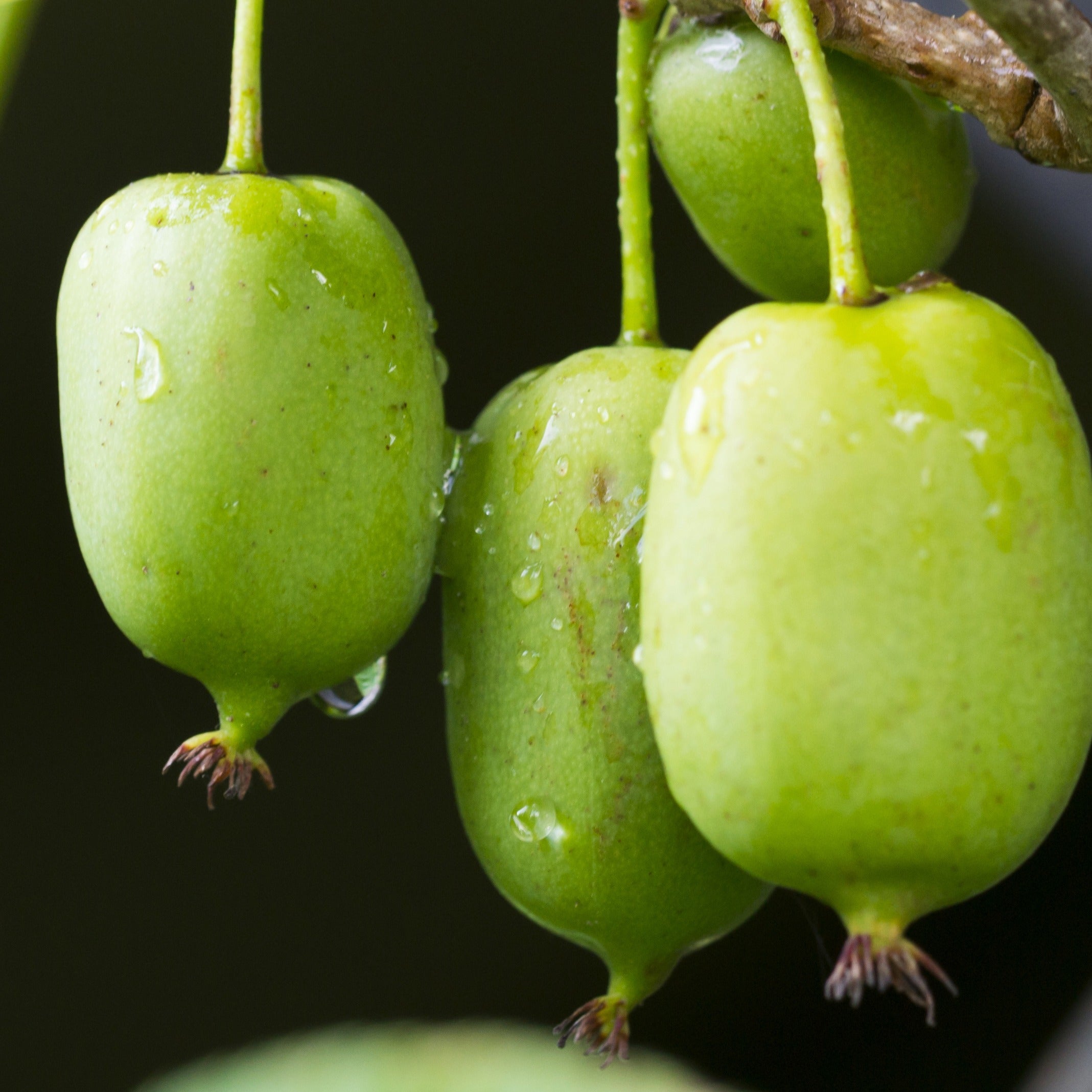  Kiwi Issai