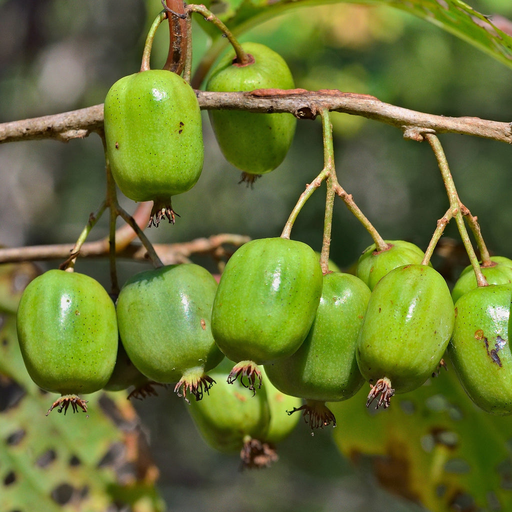  Kiwi Issai