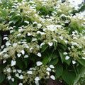  Hortensia Grimpant