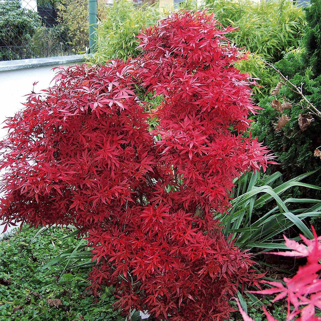  Erable Du Japon Shaina