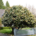  Rose Du Japon Camellia 'Brushfields Yellow' Blanc-jaune