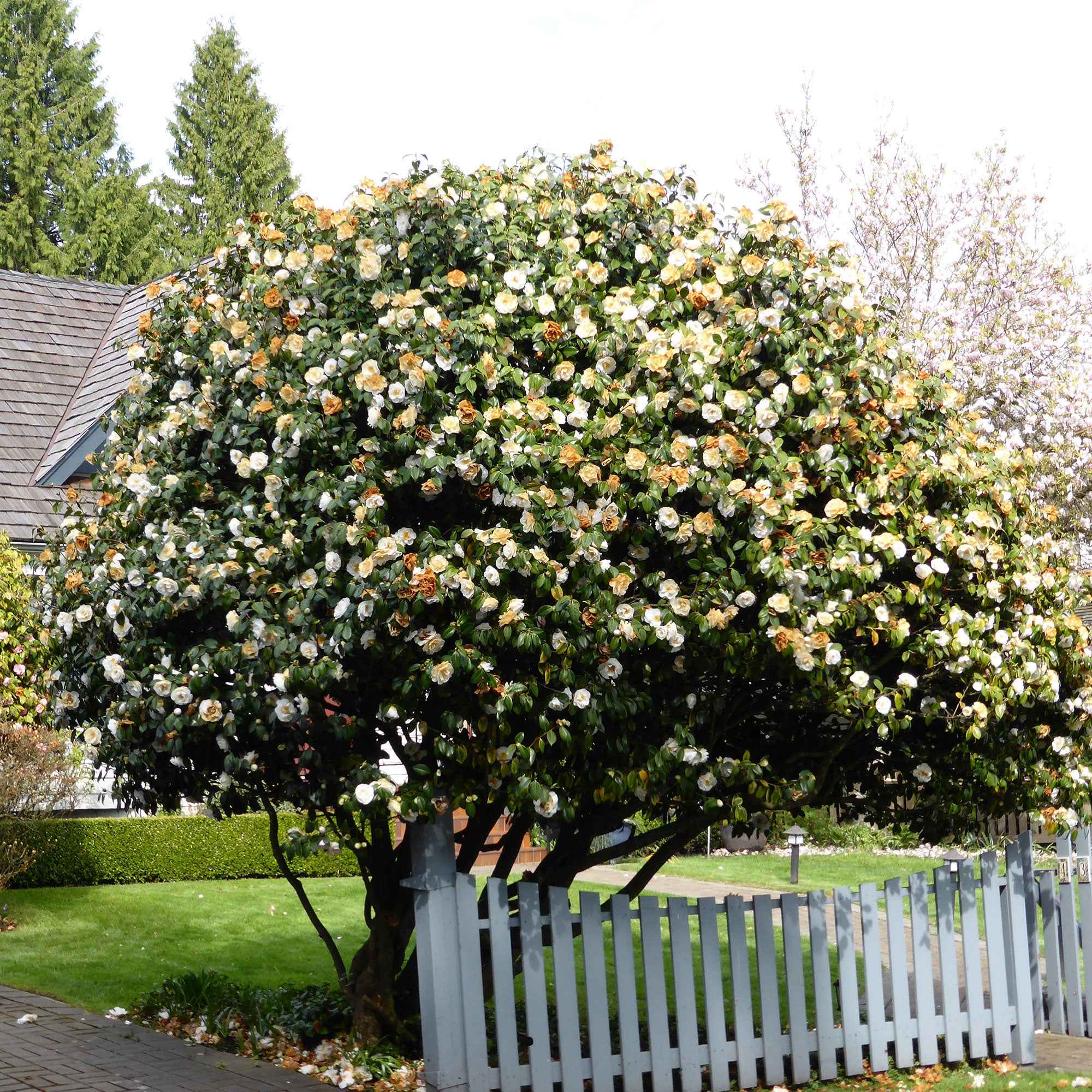  Rose Du Japon Camellia 'Brushfields Yellow' Blanc-jaune