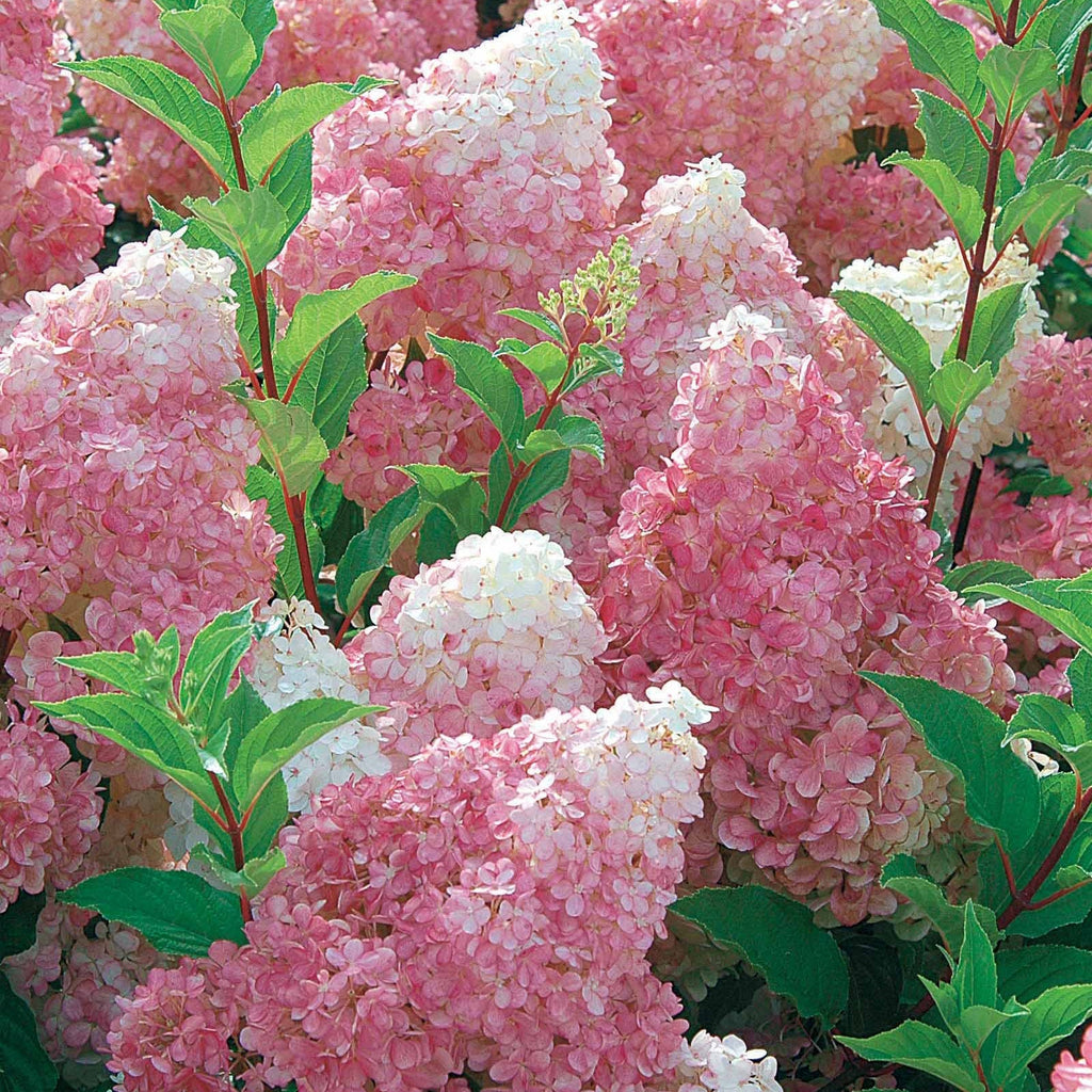  Hortensia Paniculé Vanille Fraise® Renhy