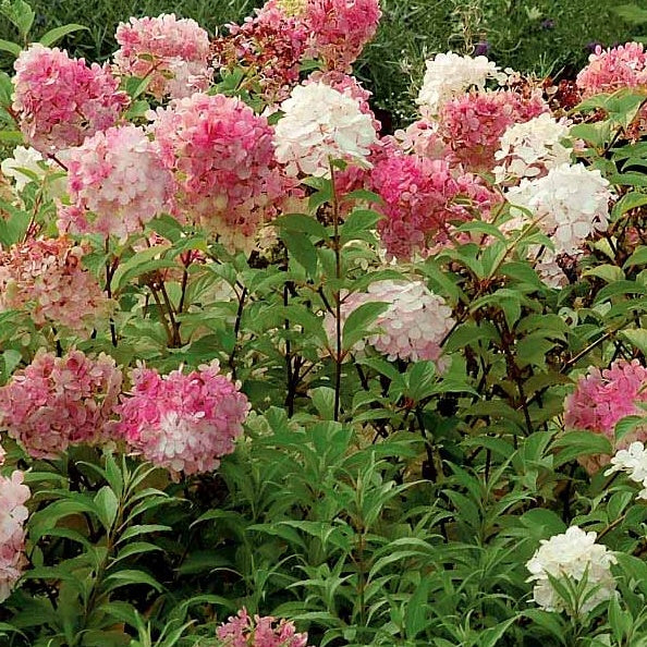  Hortensia Paniculé Vanille Fraise® Renhy