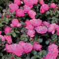  Rosier Floribunda Leonardo Da Vinci ® Medeauri