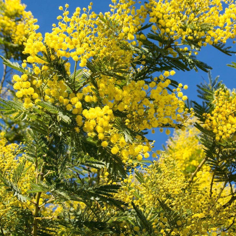  Mimosa D'hiver