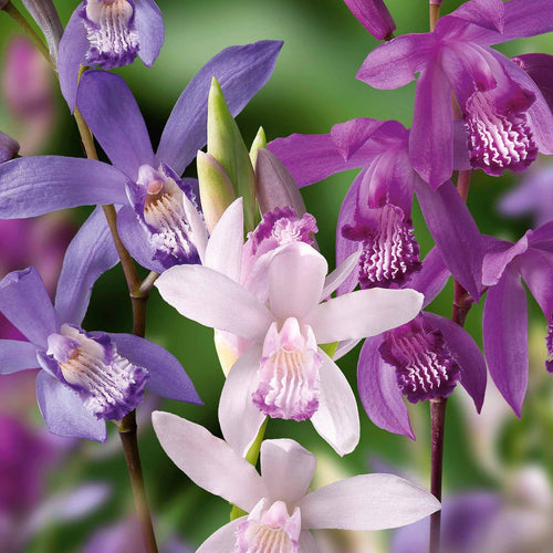  3 Orchidées Jacinthes En Mélange