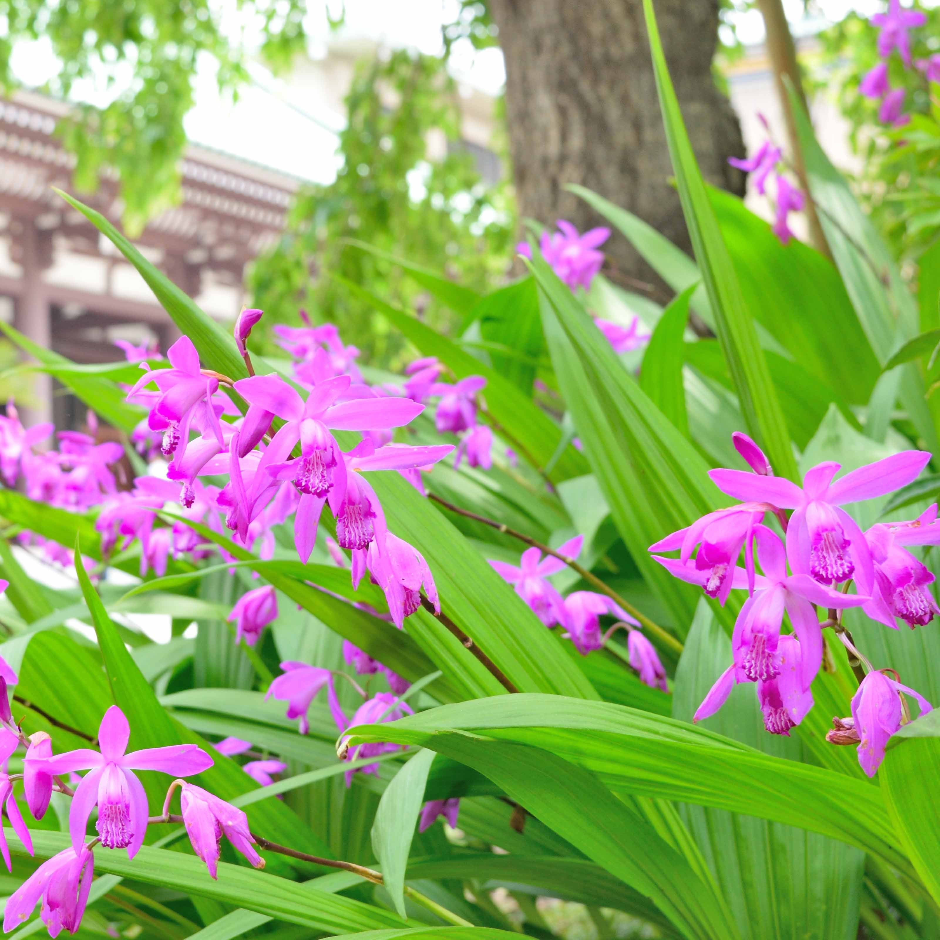  2 Orchidées Jacinthe