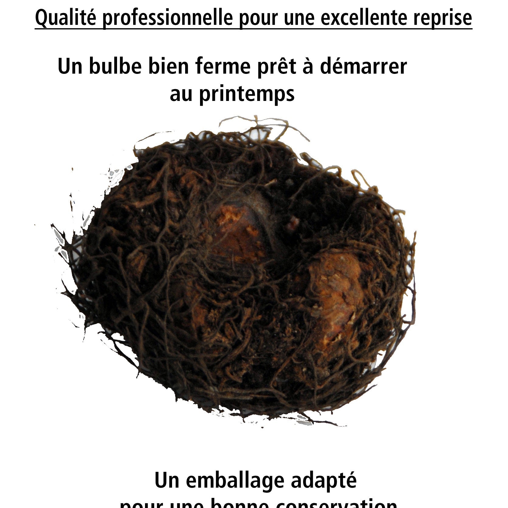  5 Bégonias à Fleurs De Camélia