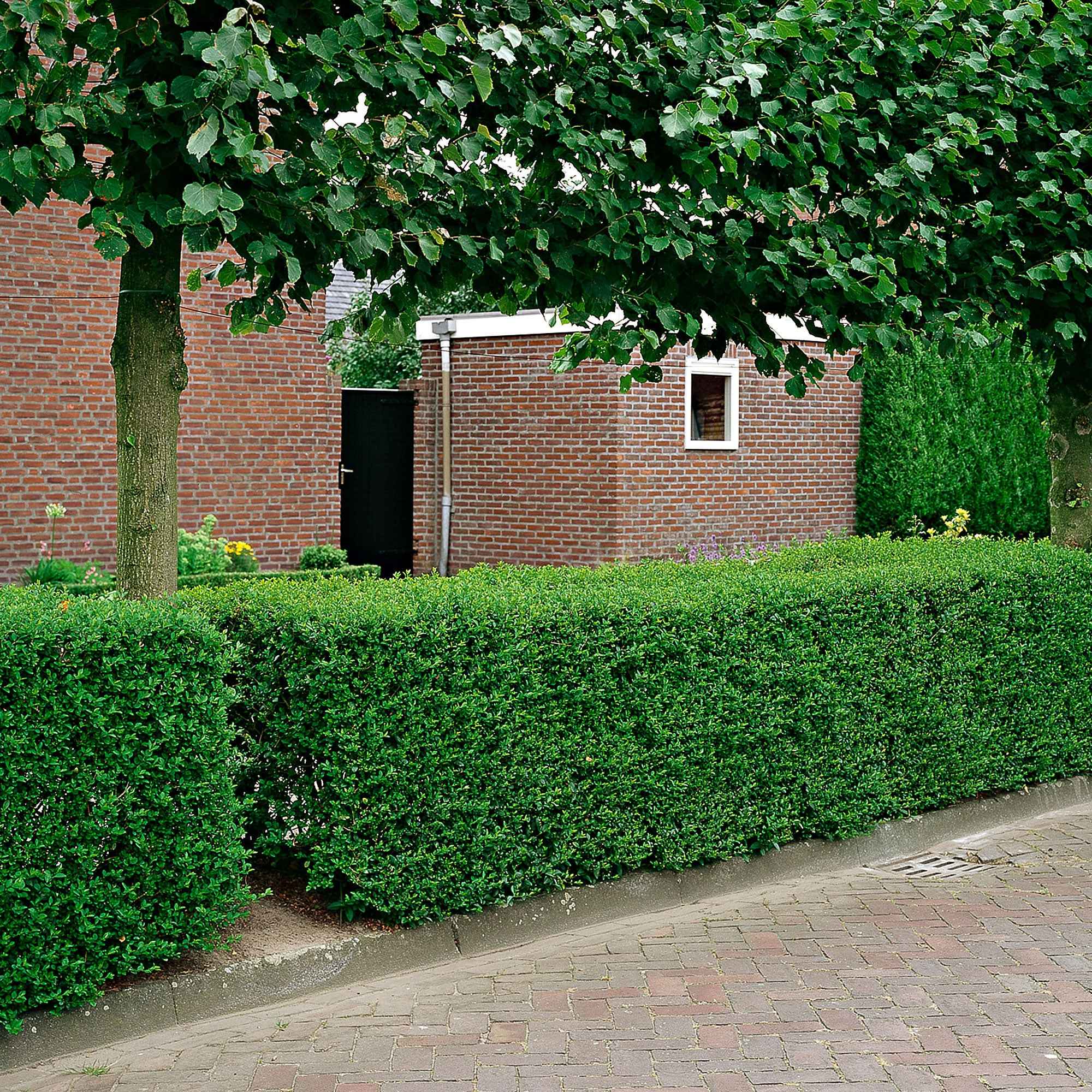  Haie De Troenes Verts