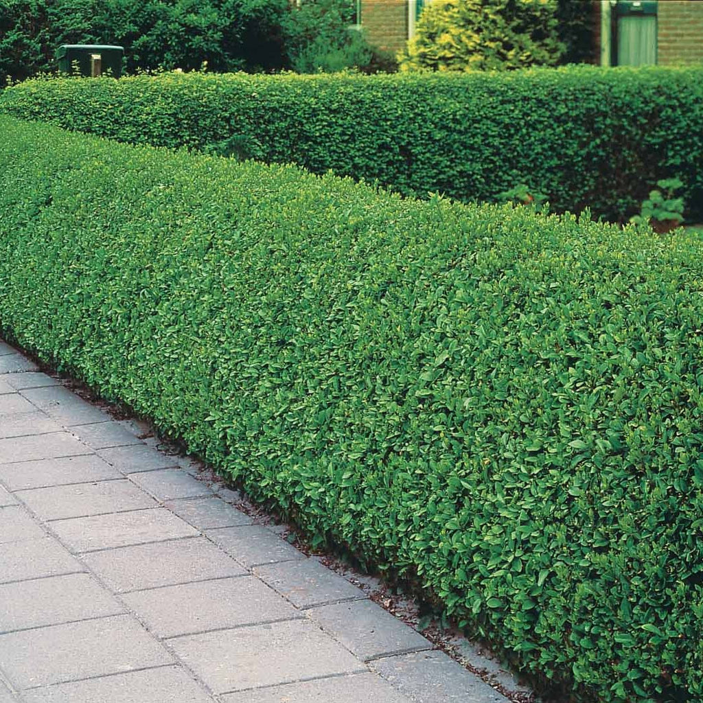  Haie De Troenes Verts