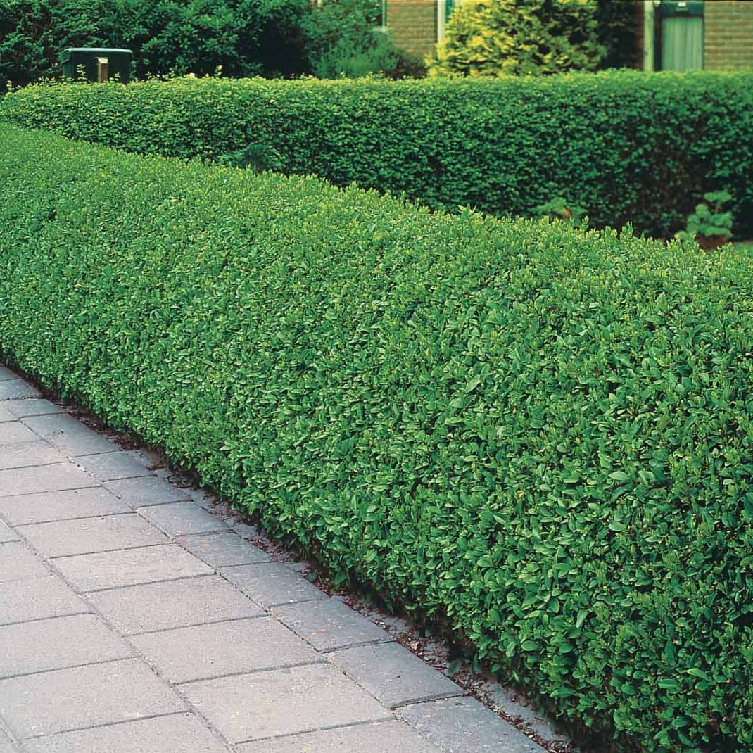  Haie De Troenes Verts