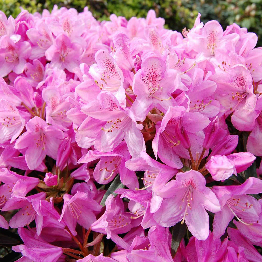  Rhododendron Roseum Elegans
