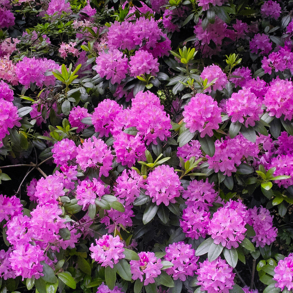  Rhododendron Roseum Elegans