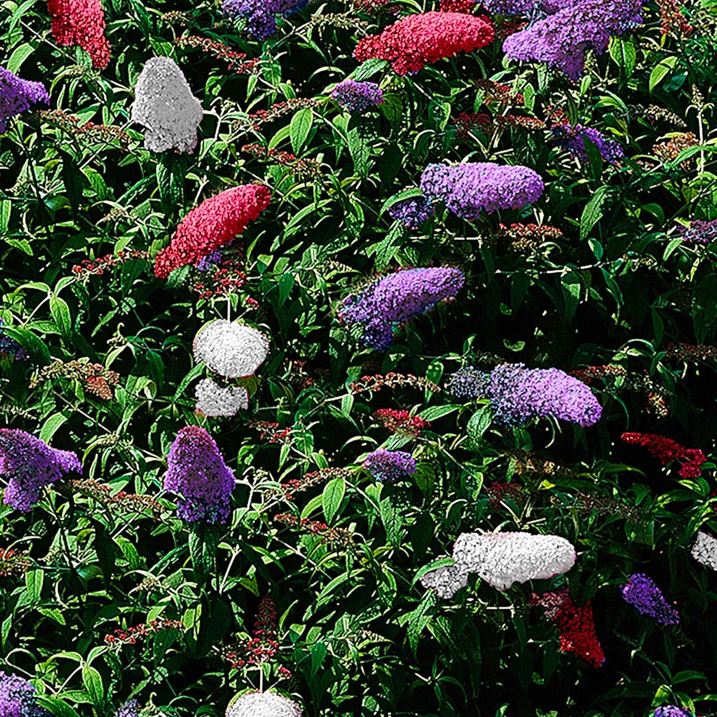  Arbre à Papillons Tricolore