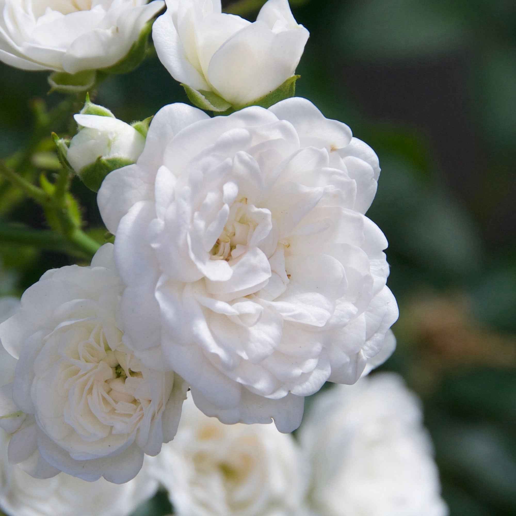  Rosier Crystal Fairy ®
