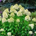  Hortensia Paniculé Silver Dollar