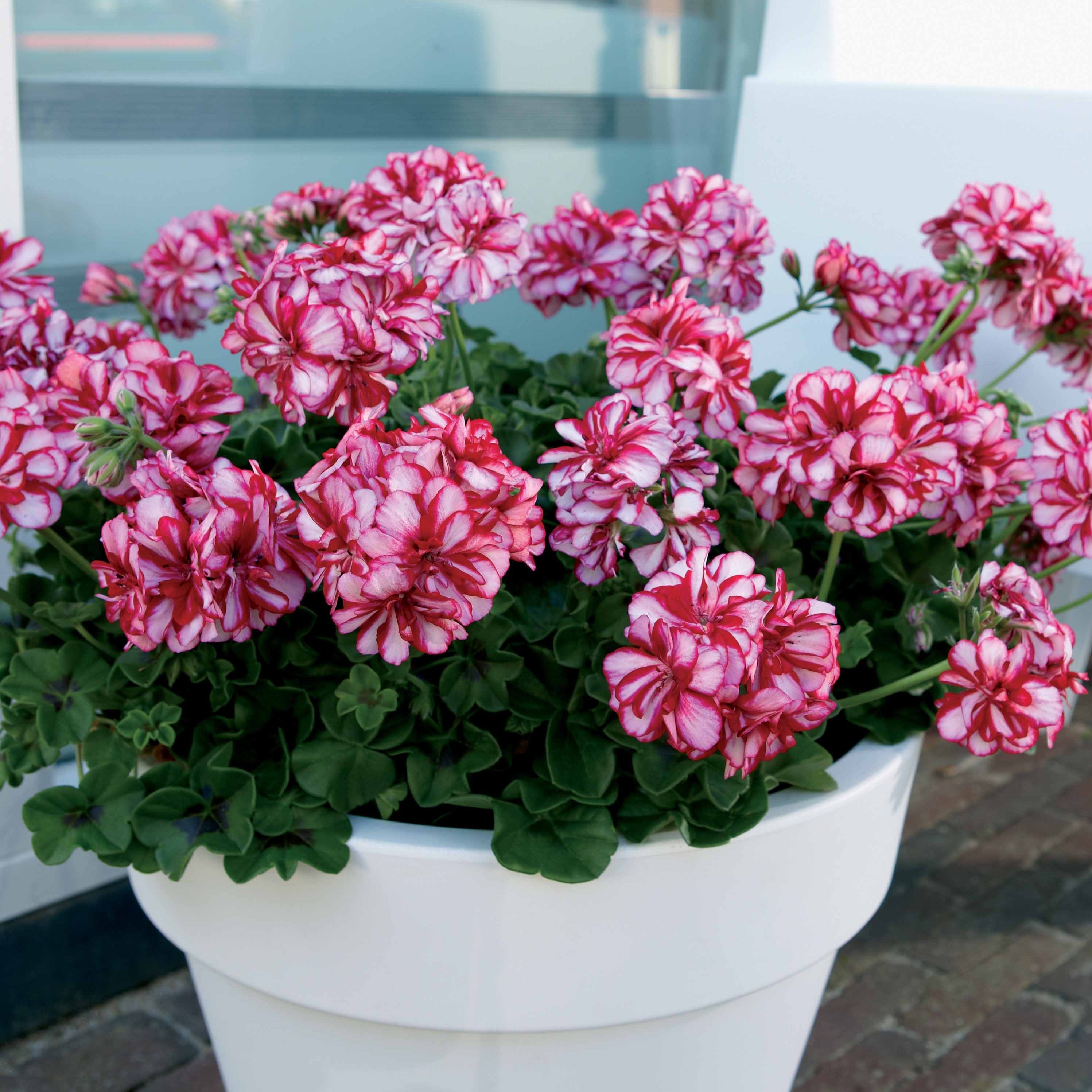  3 Géraniums Parfumés Pansy