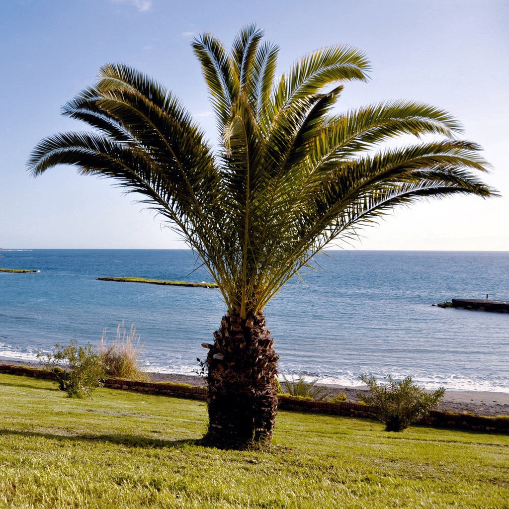  Palmier Des Canaries