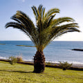  Palmier Des Canaries