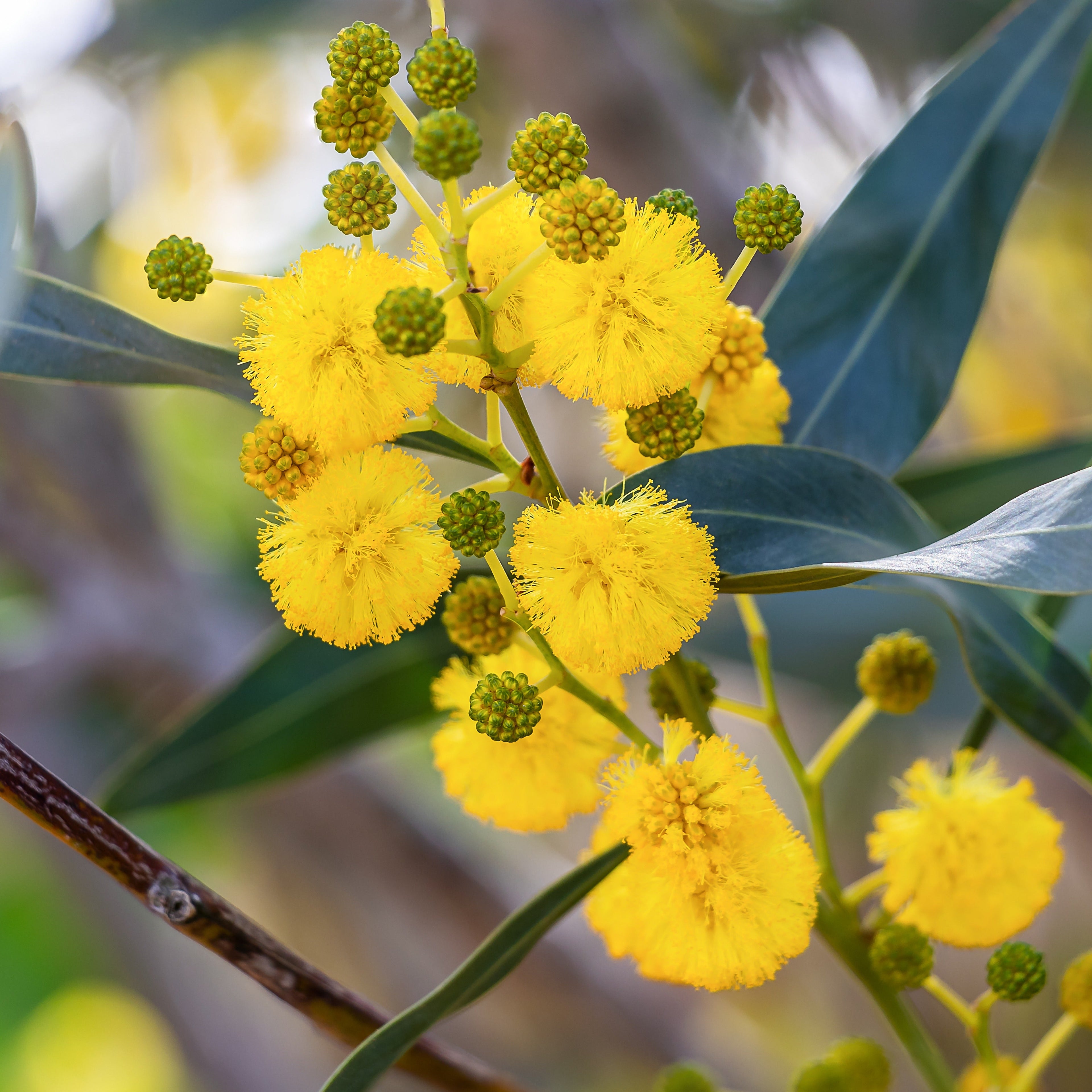  Mimosa Des 4 Saisons