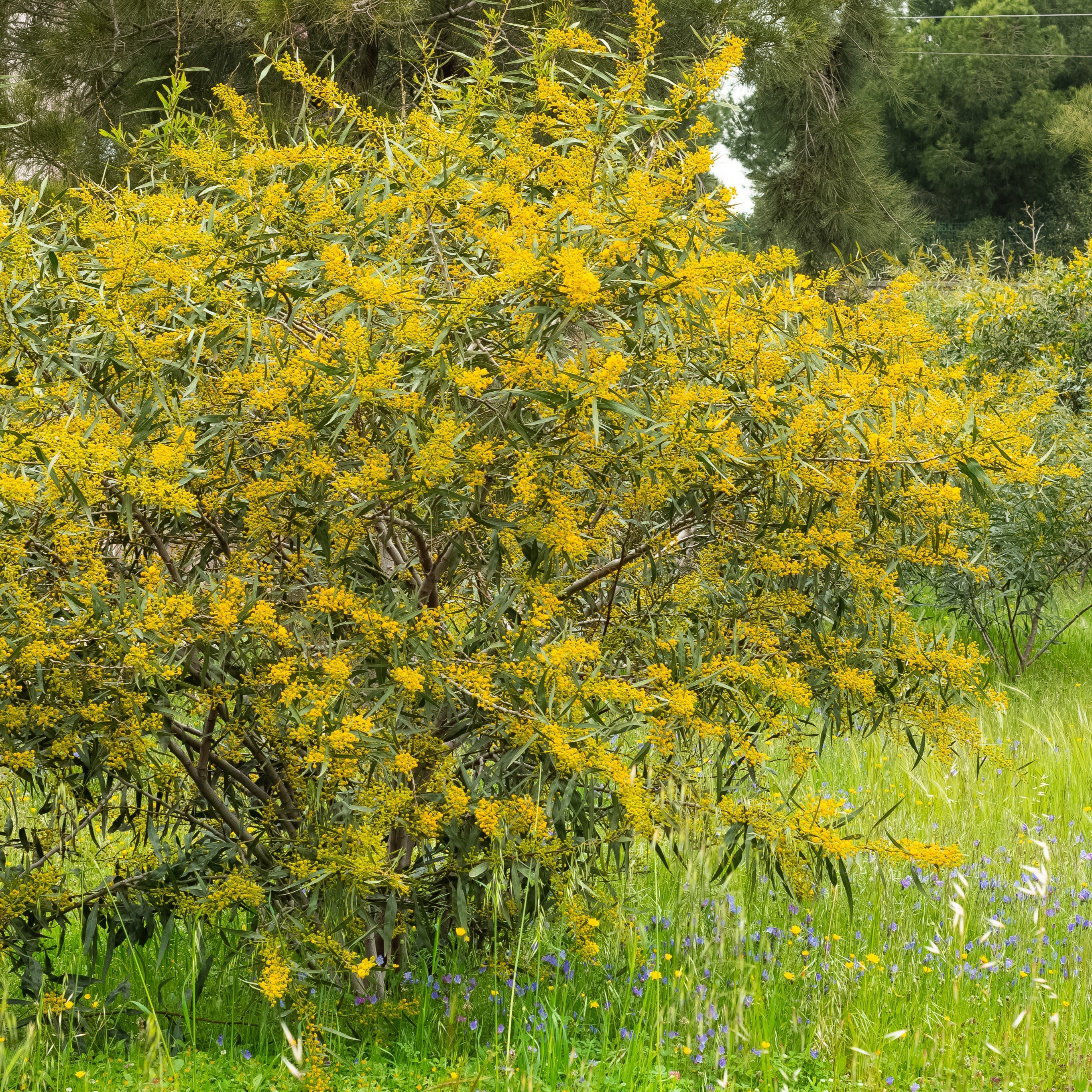  Mimosa Des 4 Saisons