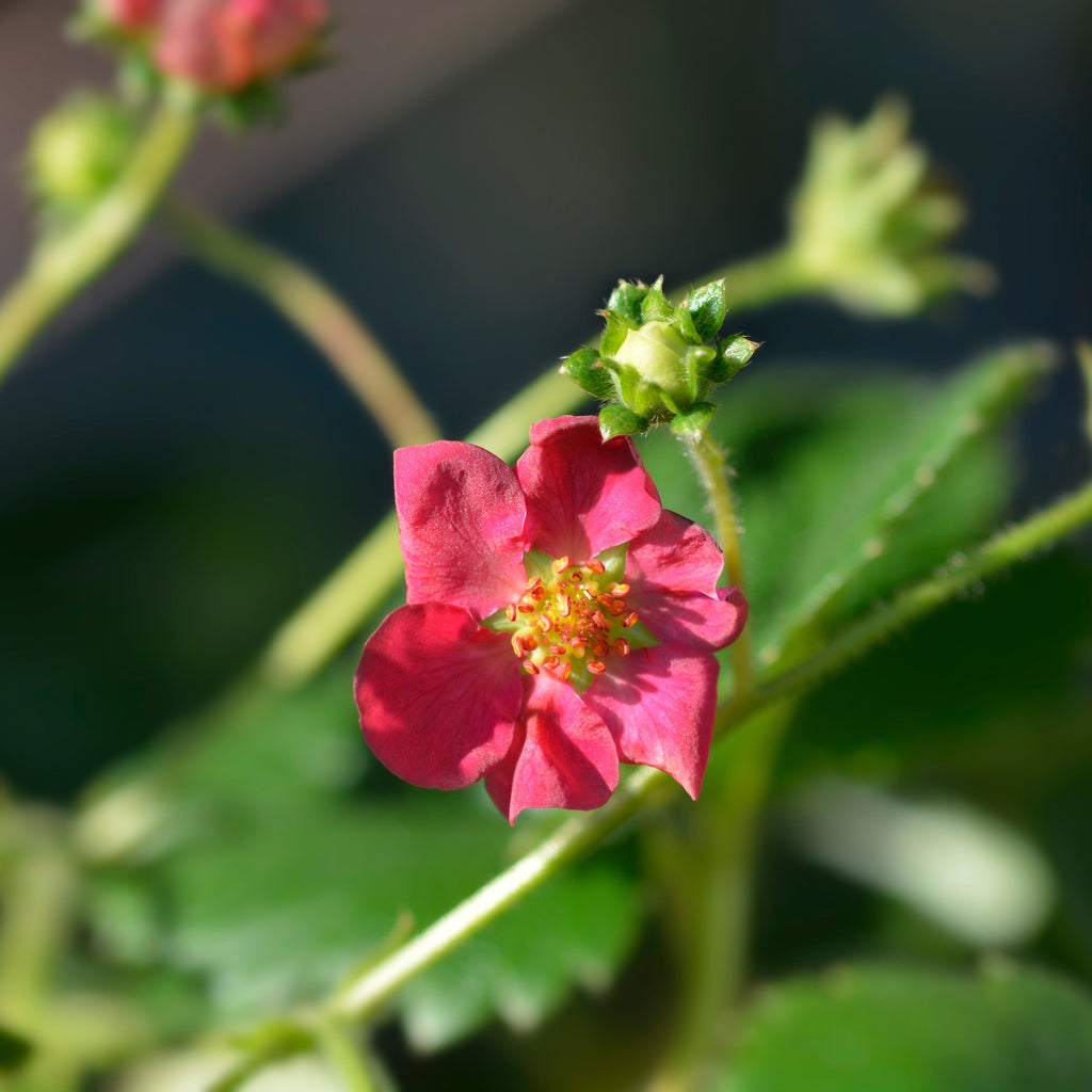 3 Fraisiers Remontants à Fleurs Roses Toscana