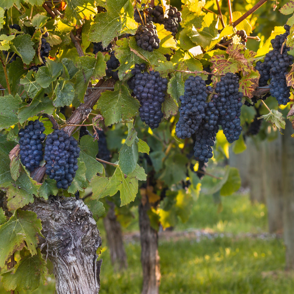  Vigne Muscat De Hambourg
