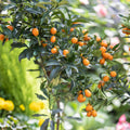  Kumquat
