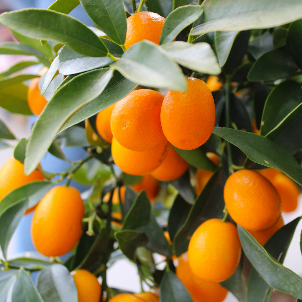  Kumquat