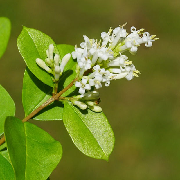  Haie De Troenes Verts
