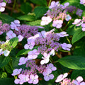  Hortensia été Indien