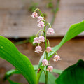  Muguet Rose