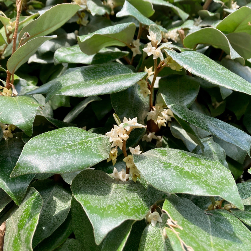  Eleagnus
