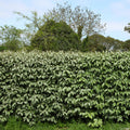  Eleagnus