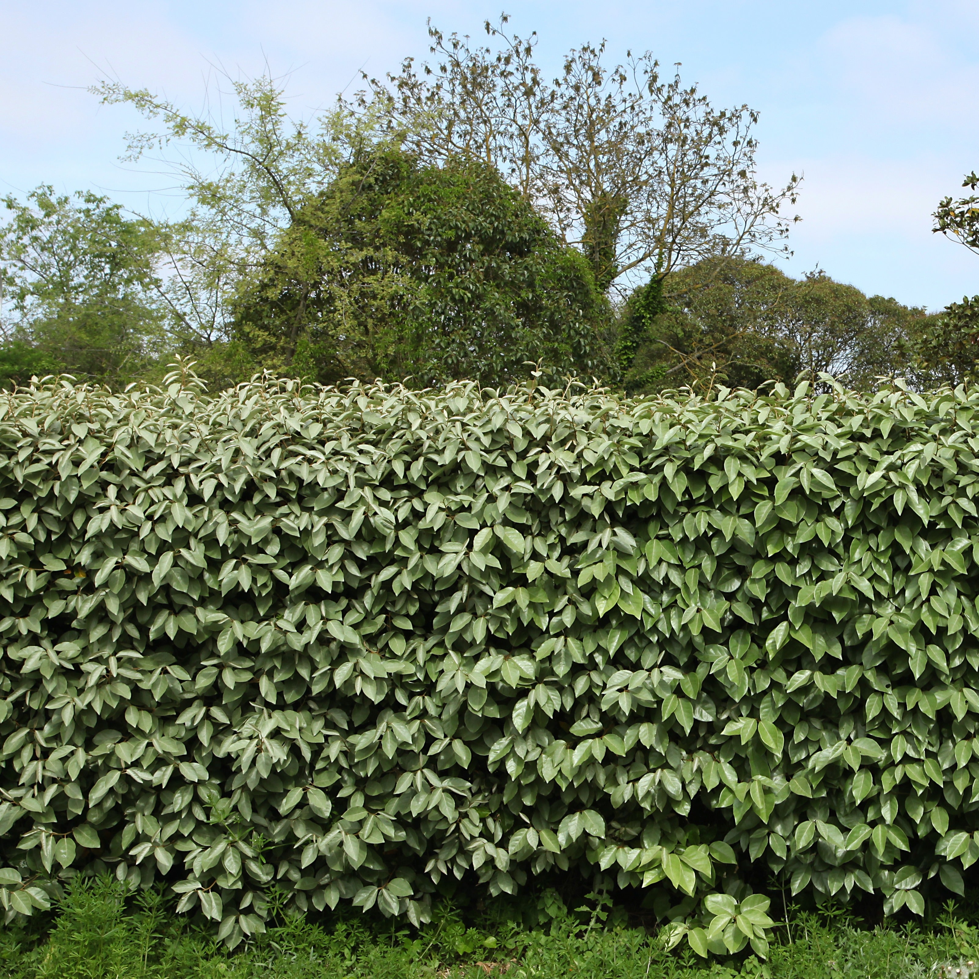  Eleagnus