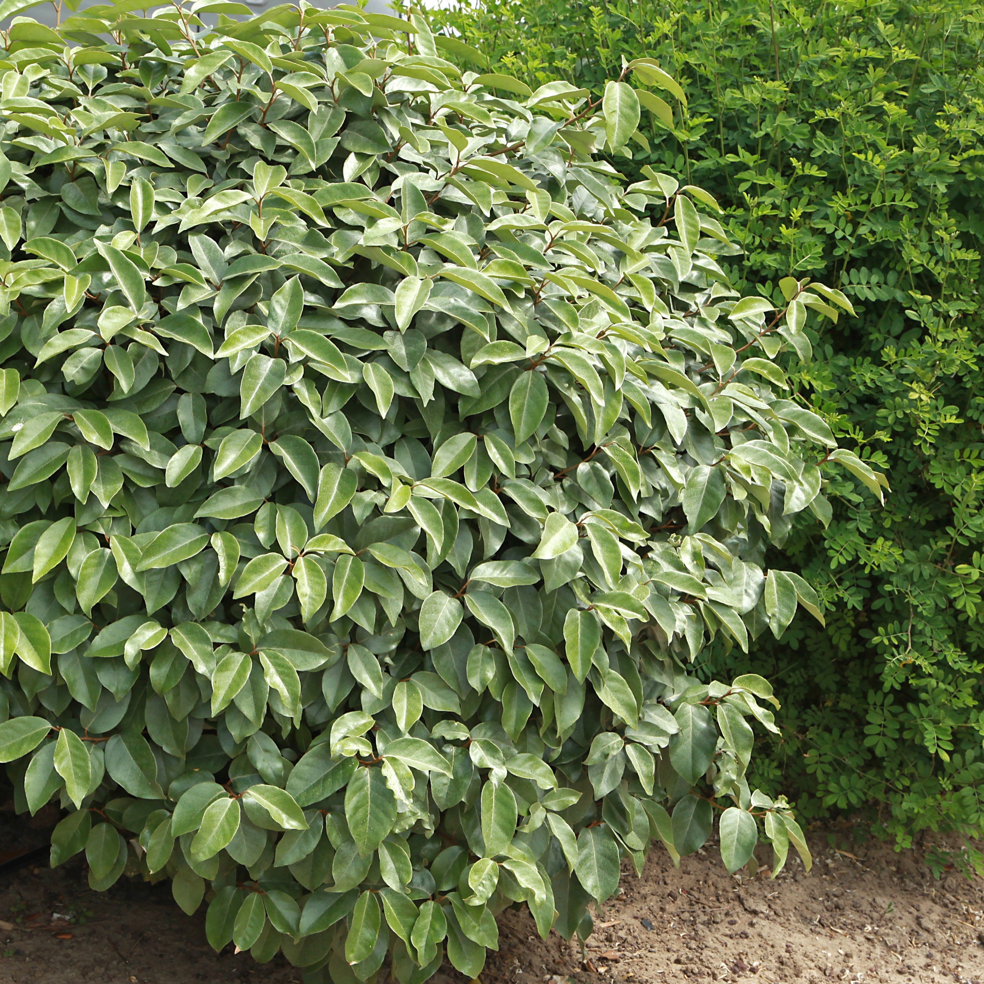  Eleagnus