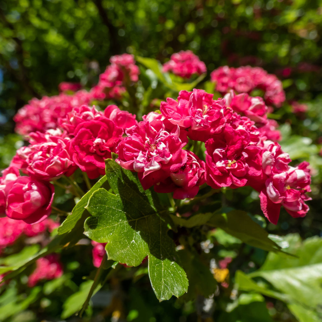  Aubépine Rouge