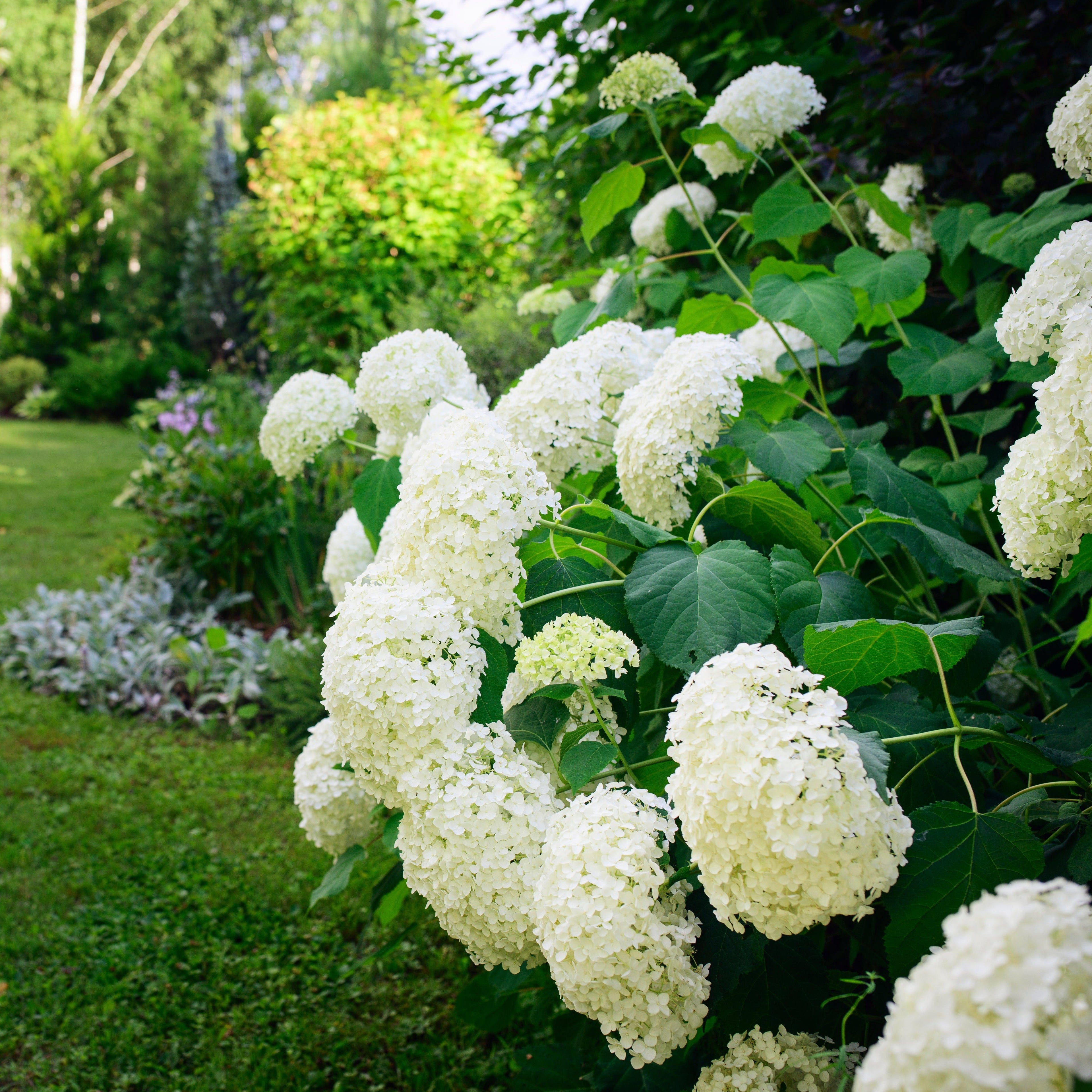  Hortensia Annabelle
