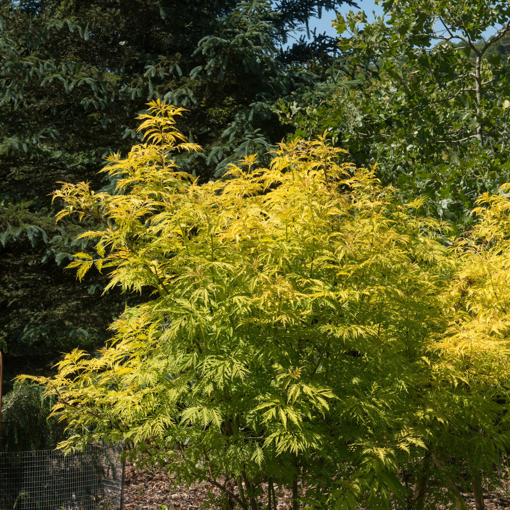  Sureau Doré Sutherland Gold