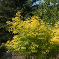  Sureau Doré Sutherland Gold