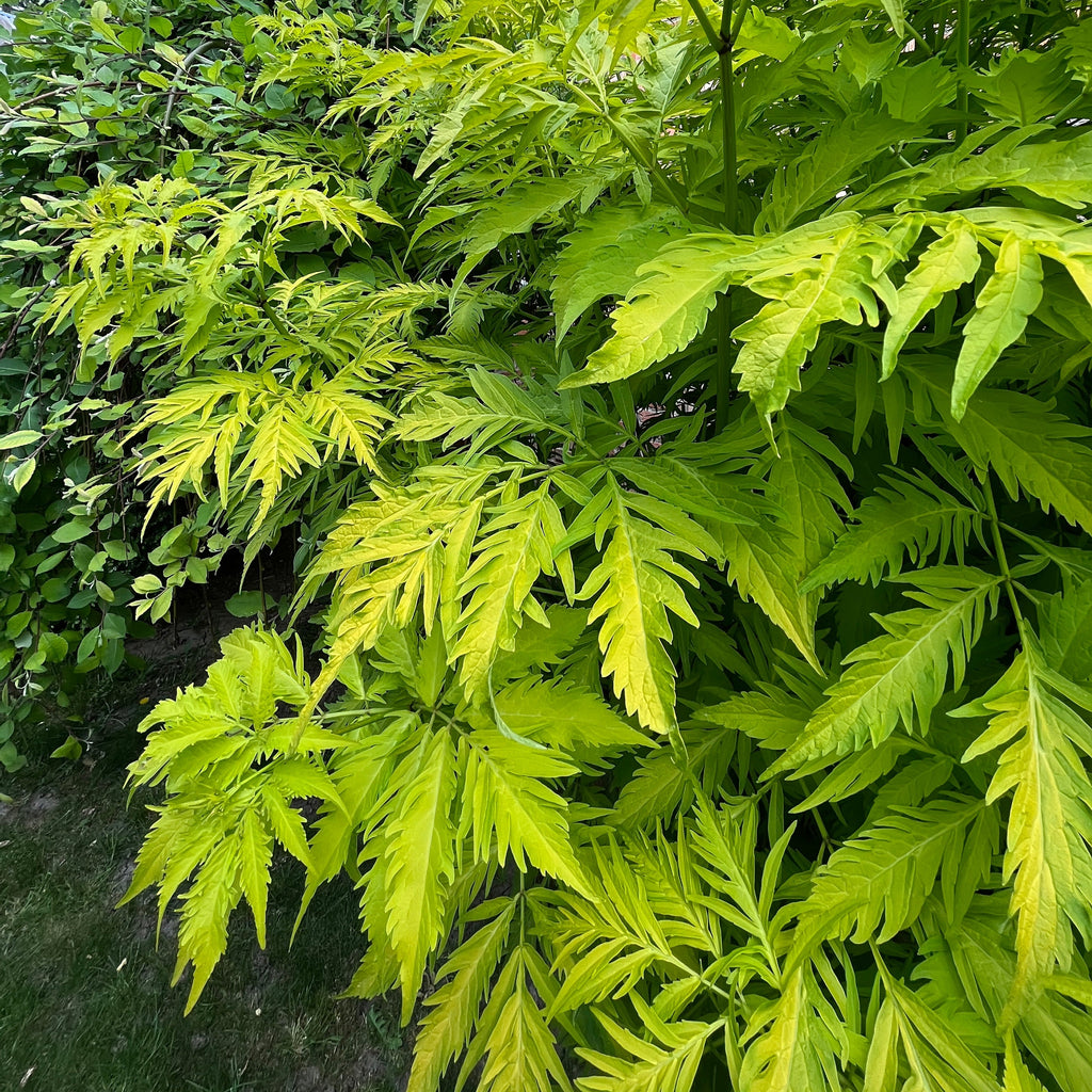  Sureau Doré Sutherland Gold