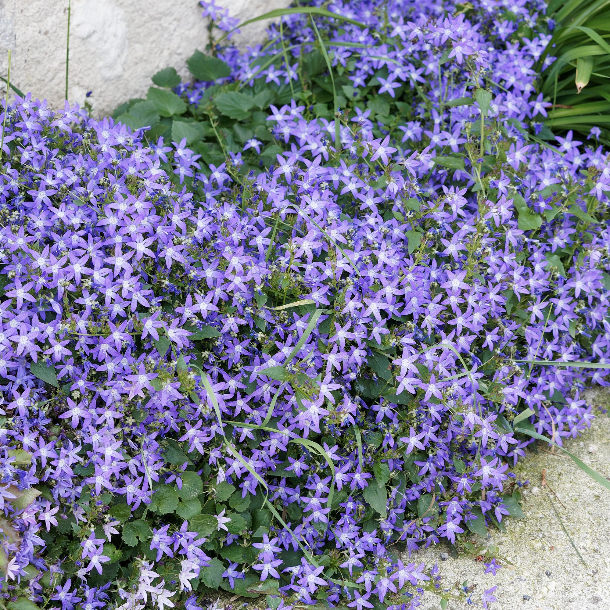  Collection De 13 Plantes Vivaces Rampantes Et Tapissantes