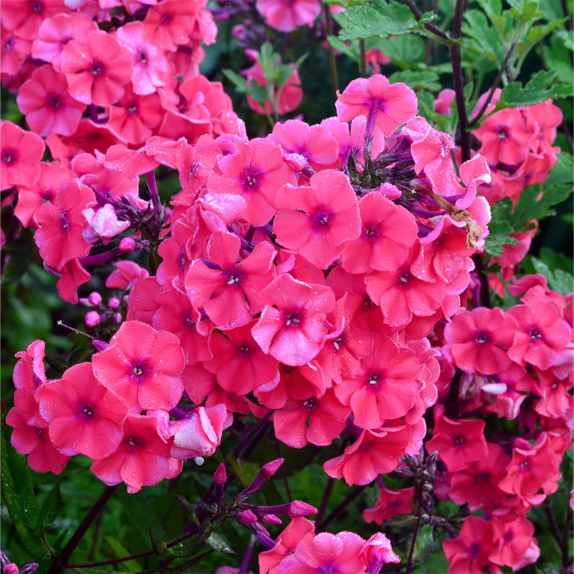  3 Phlox Paniculé Starfire