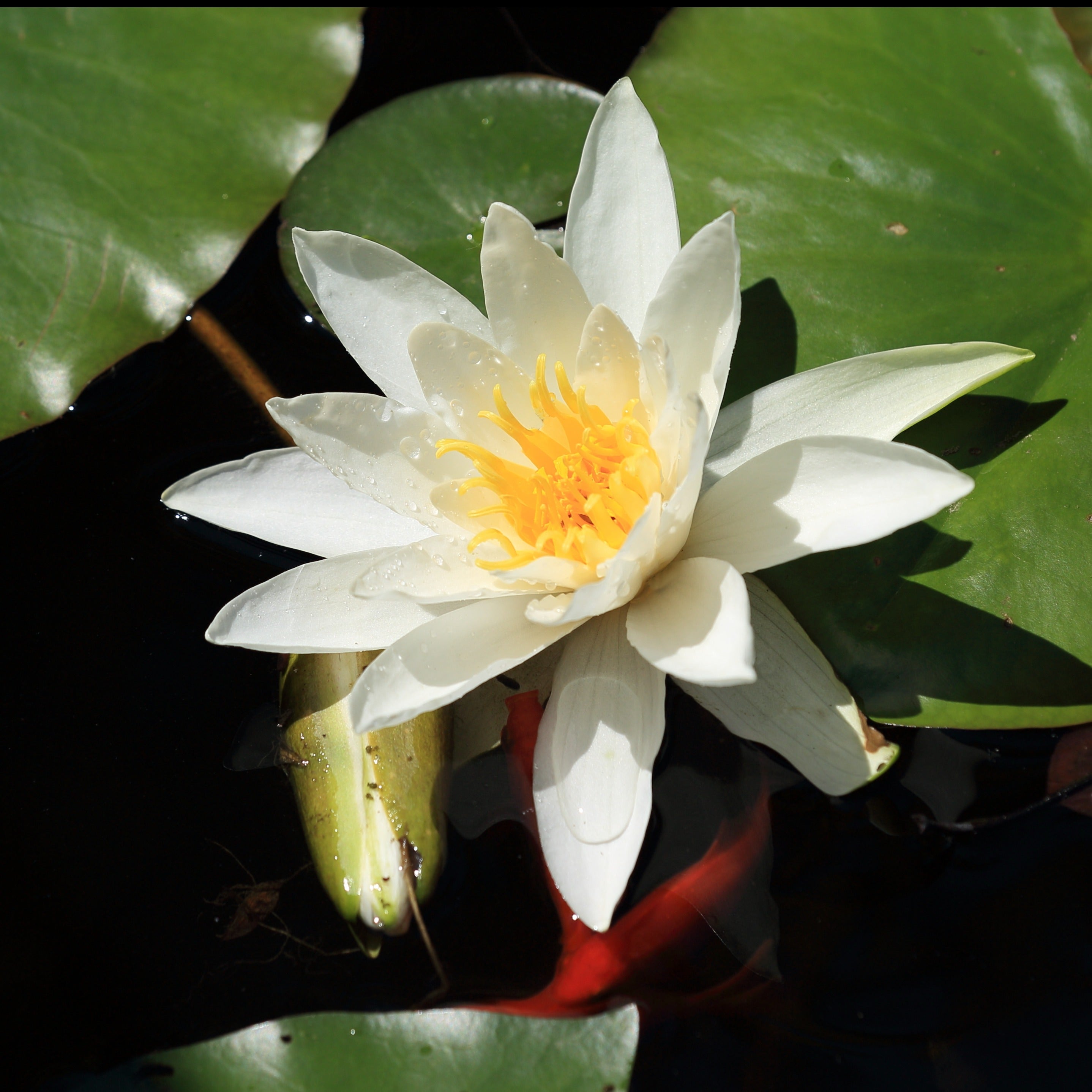  Nénuphar Gladstoniana