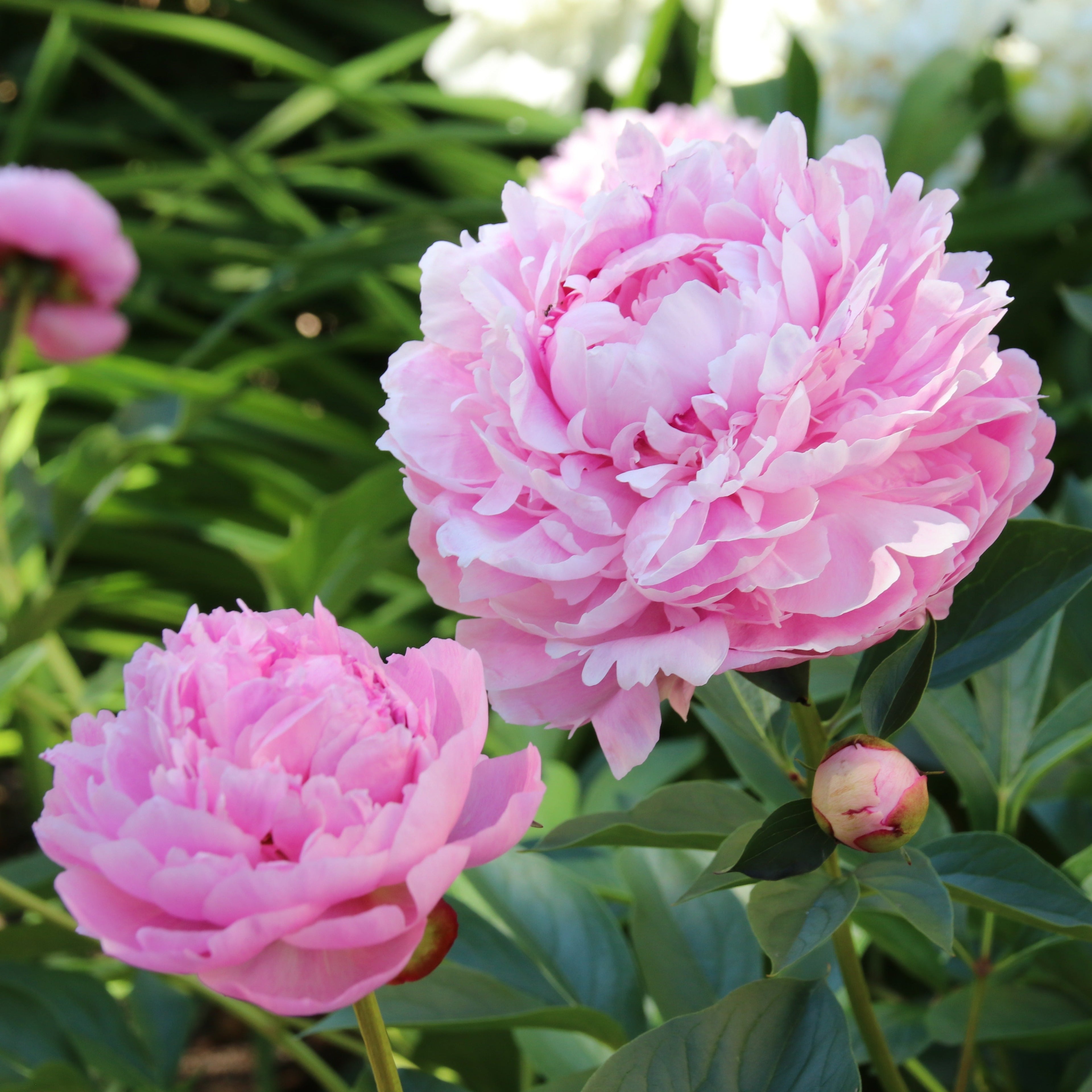  Pivoine Sarah Bernhardt