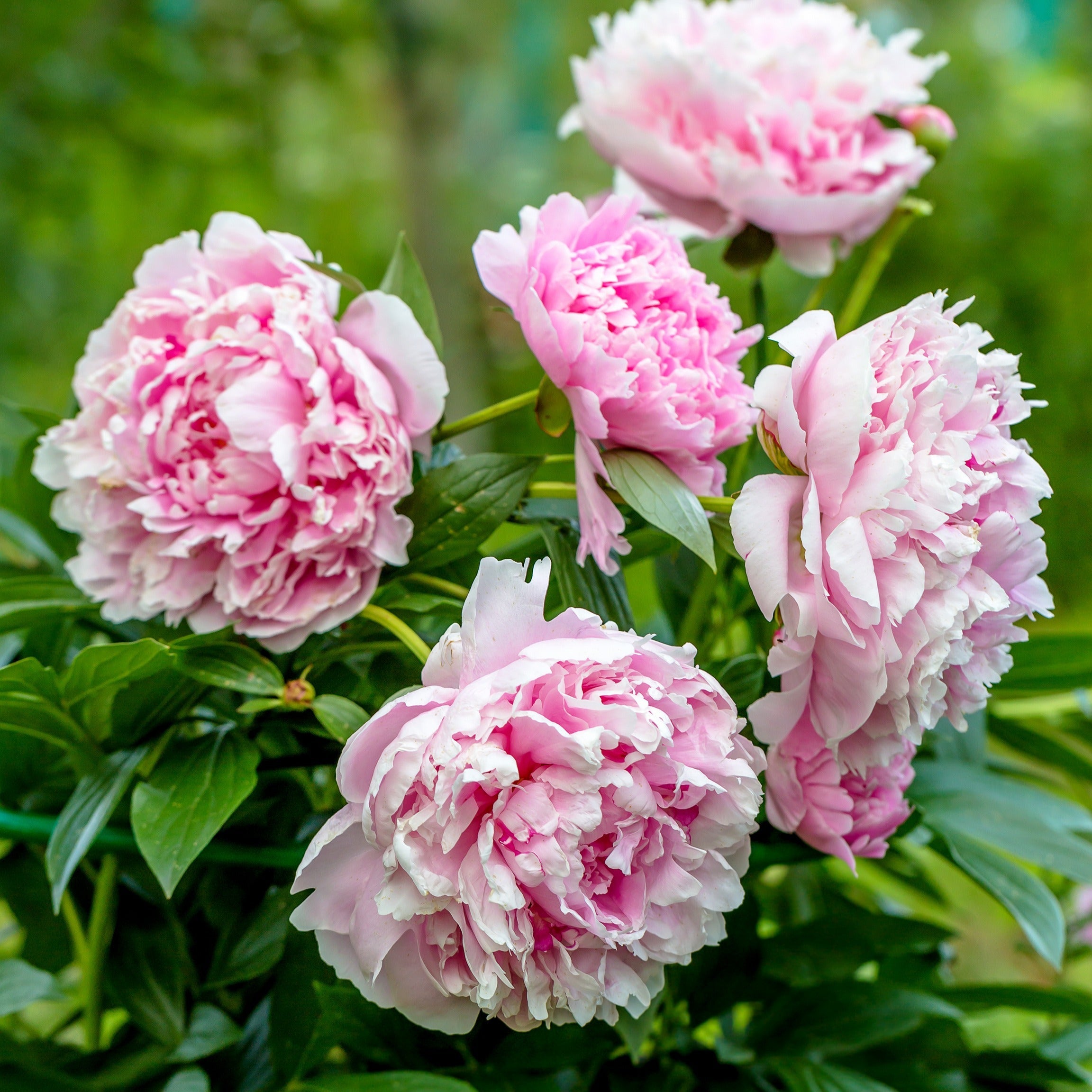  Pivoine Sarah Bernhardt