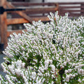  3 Bruyères D'hiver Blanches