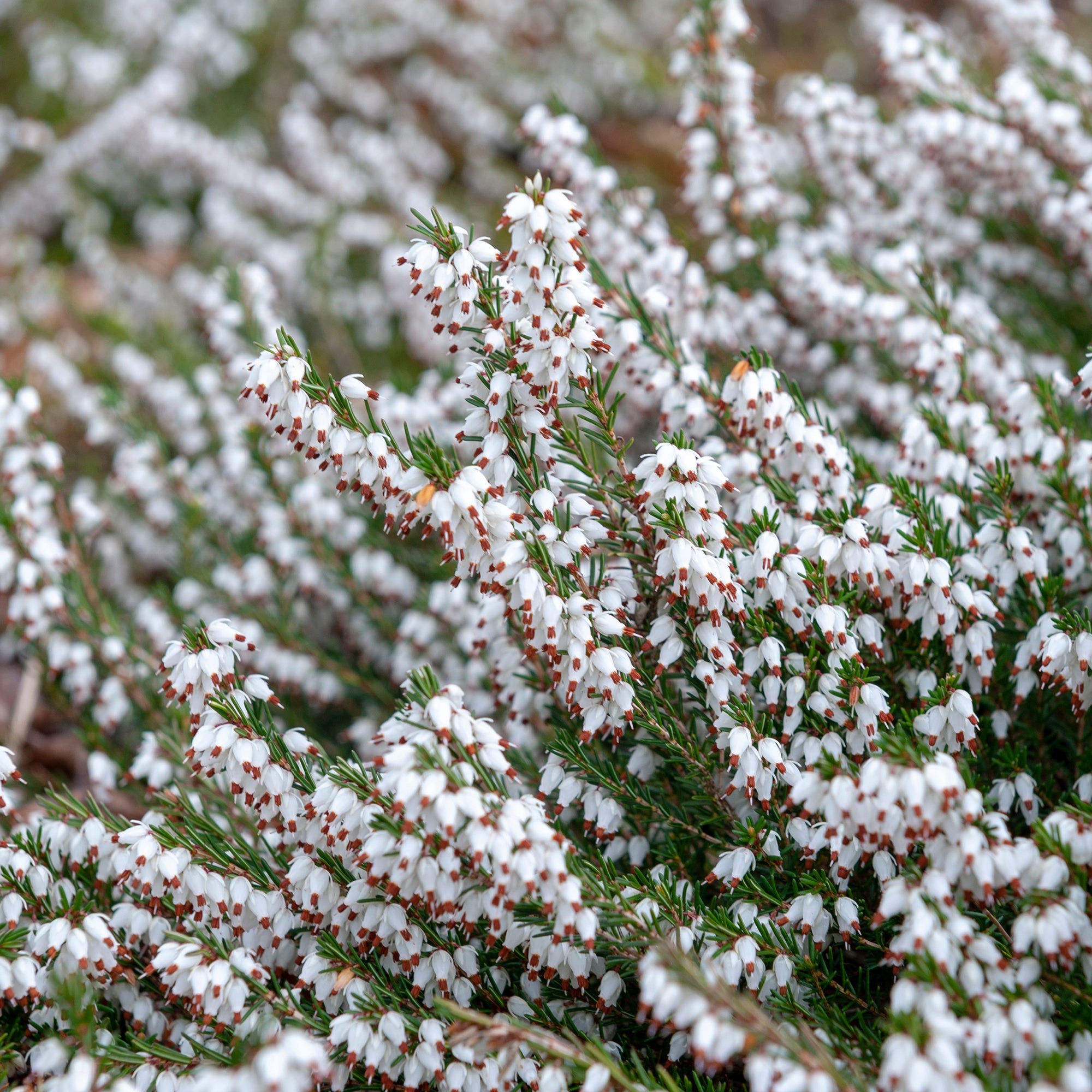  3 Bruyères D'hiver Blanches
